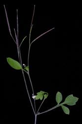 Cardamine dolichostyla. Inflorescence with siliques.
 Image: P.B. Heenan © Landcare Research 2019 CC BY 3.0 NZ